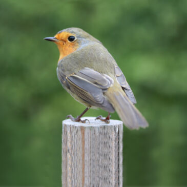 Flygande bäckasiner