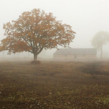 Flygande bäckasiner söka hwila på mjuka tufvor