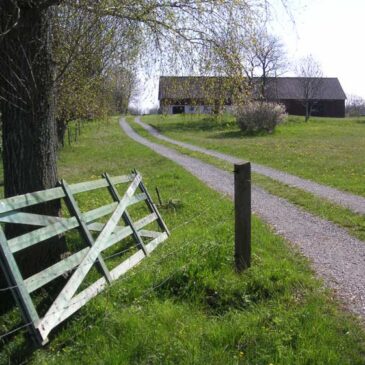 Mjuka tufvor och flygande bäckasiner