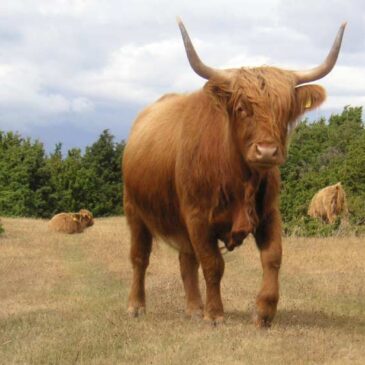 Flygande bäckasiner söka hwila på mjuka tufvor